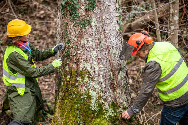 Best Root Management and Removal  in Indian Lake, MO